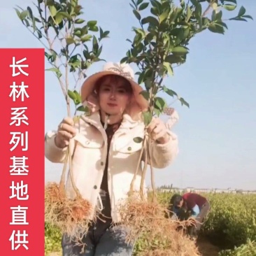 江西长林高产嫁接油茶苗茶籽树苗裸根苗杯苗皮溥果多出油率高