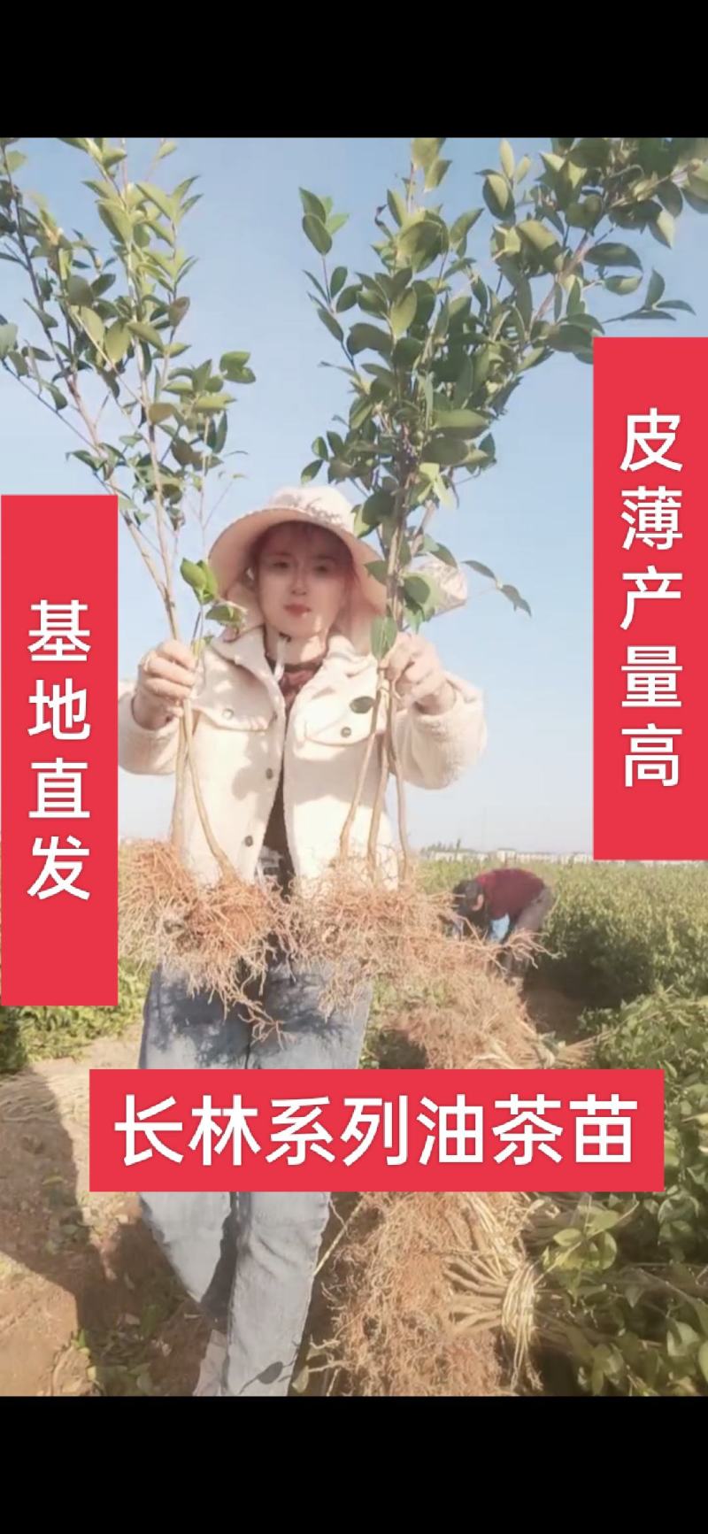 江西长林高产嫁接油茶苗茶籽树苗裸根苗杯苗皮溥果多出油率高