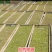 金银花(优质精选金银花)(北花金银花四季花金银花)