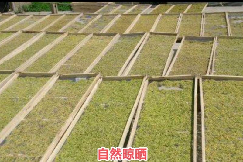 金银花(优质精选金银花)(北花金银花四季花金银花)