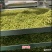 金银花(优质精选金银花)(北花金银花四季花金银花)