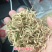 金银花(优质精选金银花)(北花金银花四季花金银花)