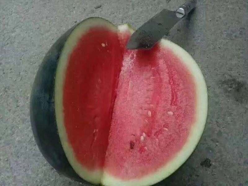 纯黑皮蜡粉厚大果黑无籽西瓜种子黑老大黑霸状元皮薄抗病