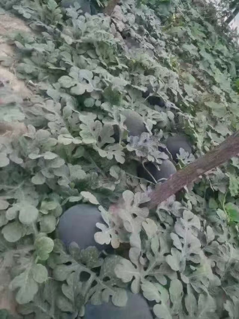 纯黑皮蜡粉厚大果黑无籽西瓜种子黑老大黑霸状元皮薄抗病