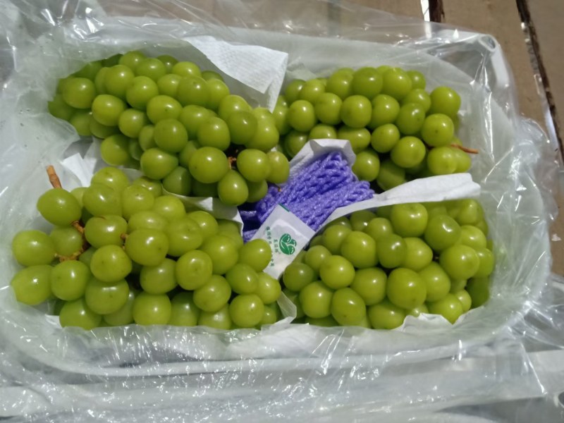 河北阳光玫瑰品质保证诚信经营欢迎联系接商超市场电商