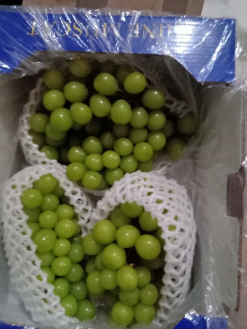 河北阳光玫瑰品质保证诚信经营欢迎联系接商超市场电商