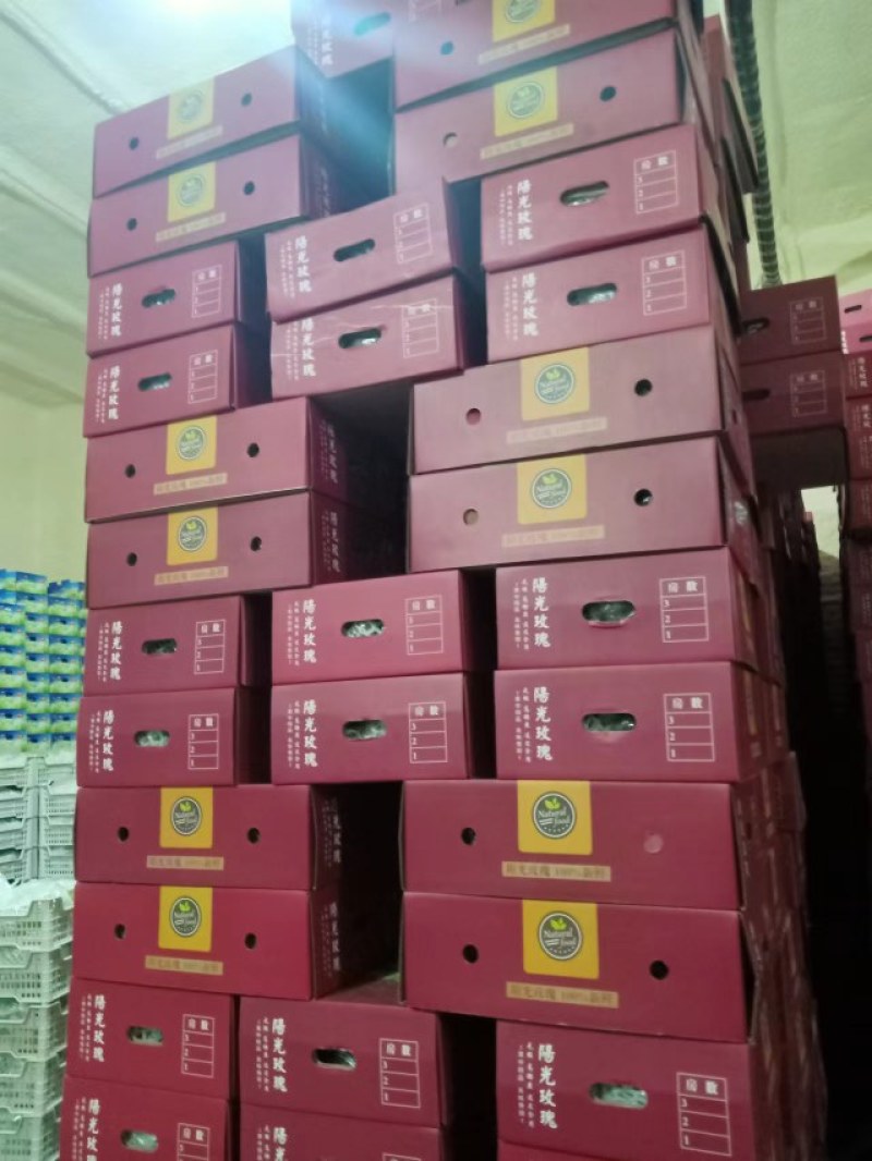 河北阳光玫瑰品质保证诚信经营欢迎联系接商超市场电商