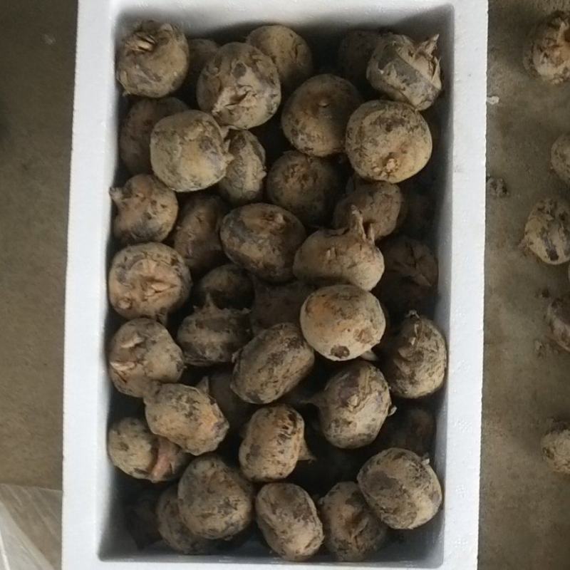 广西荔\蒲马蹄火热上市一件代发，货源充足，品质保证。