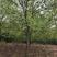 三角枫规格8-28公分分枝2.2-2.5米