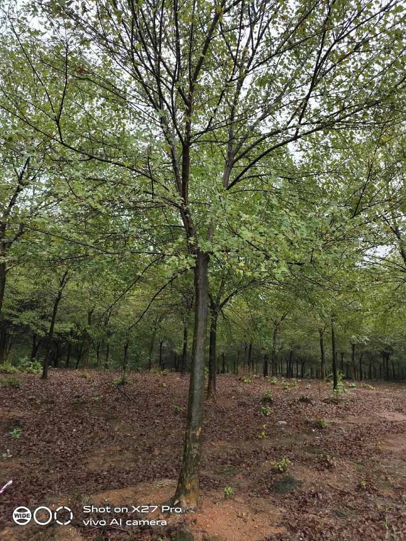 三角枫规格8-28公分分枝2.2-2.5米