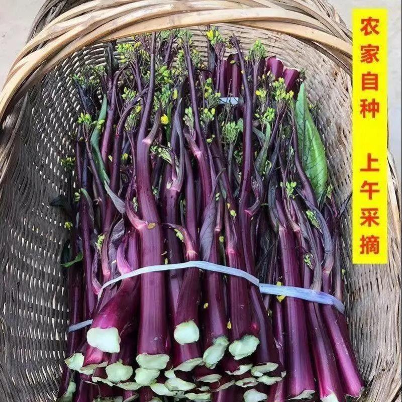 红菜苔产地看货论价保质保量支持发货