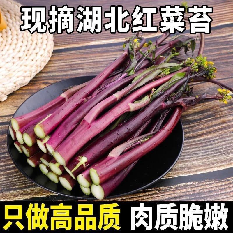 红菜苔产地看货论价保质保量支持发货