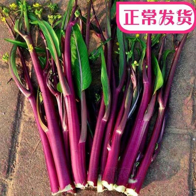 红菜苔产地看货论价保质保量支持发货