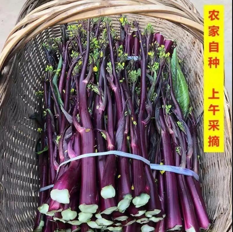 红菜苔产地看货论价保质保量支持发货