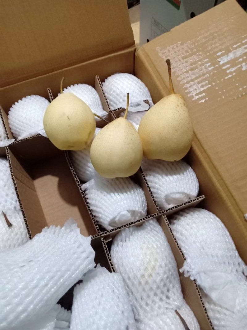 河北鸭梨品质保证诚信经营欢迎联系接商超市场电商