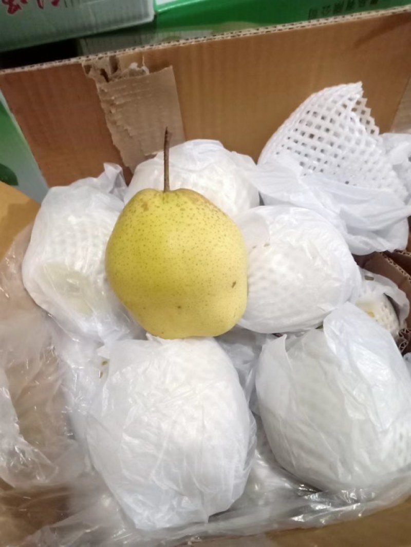 河北鸭梨品质保证诚信经营欢迎联系接商超市场电商
