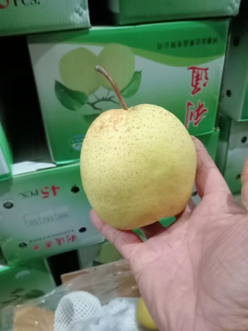 河北皇冠梨品质保证诚信经营欢迎联系接商超市场电商