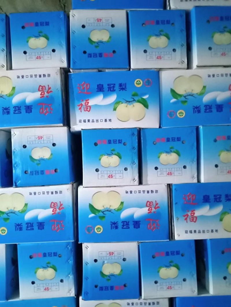 河北皇冠梨品质保证诚信经营欢迎联系接商超市场电商
