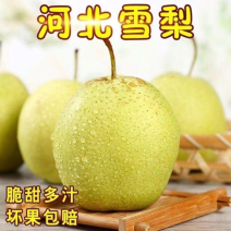 州雪花梨冰糖雪梨新鲜水果梨子批发水果