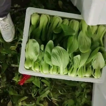 精品上海青，唐菜