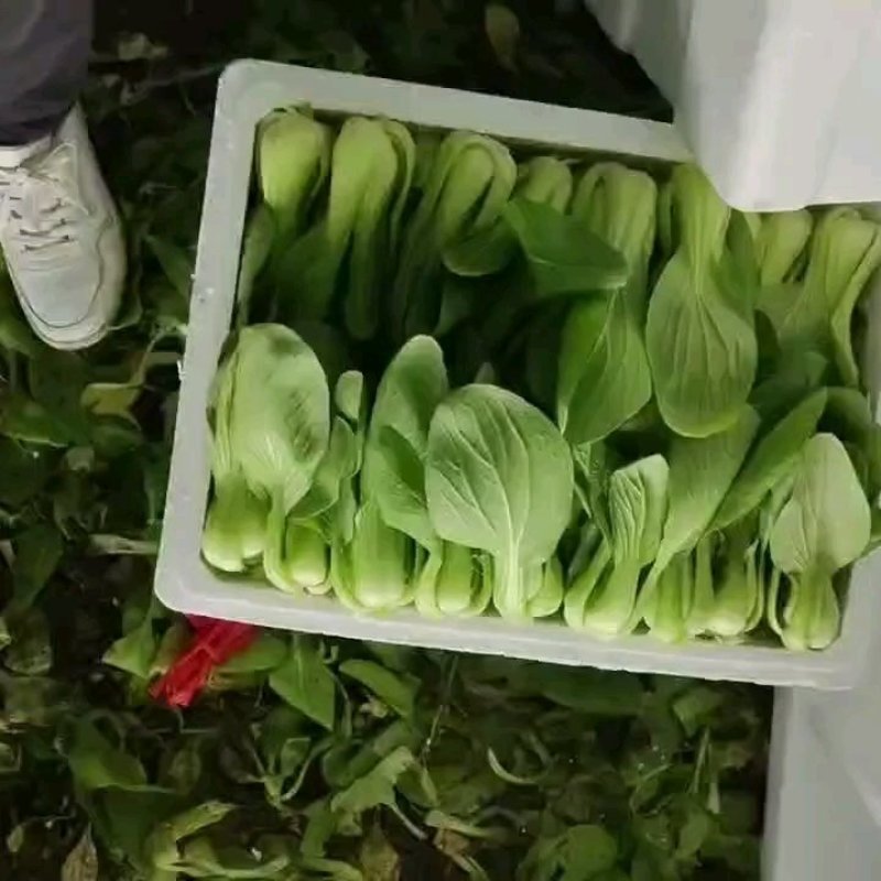 精品上海青，唐菜