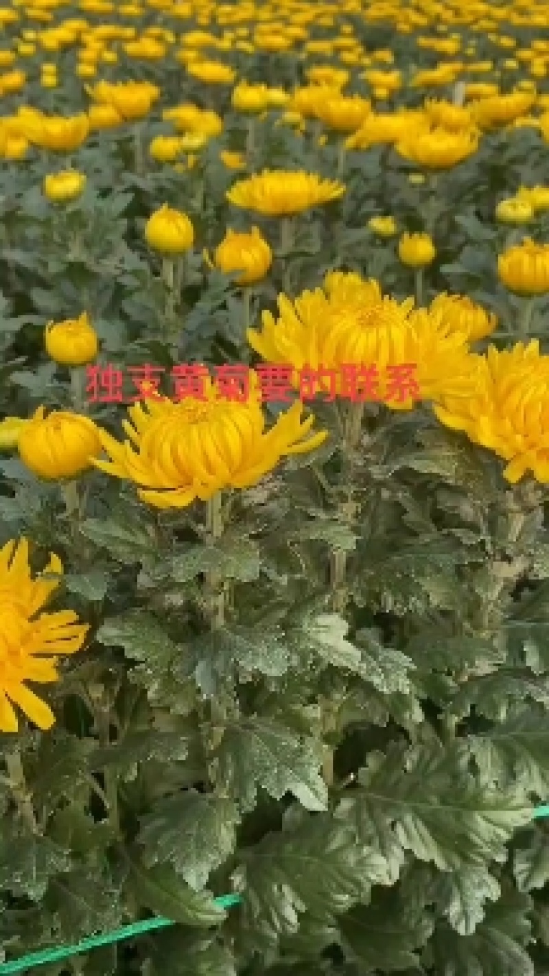 基地直售白菊花黄菊花鲜切菊常年有货基地直售