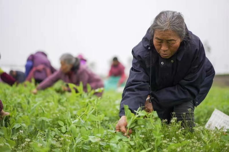 自家基地豌豆尖豌豆苗高山豌豆苗早中晚批都有货