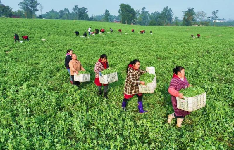 自家基地豌豆尖豌豆苗高山豌豆苗早中晚批都有货