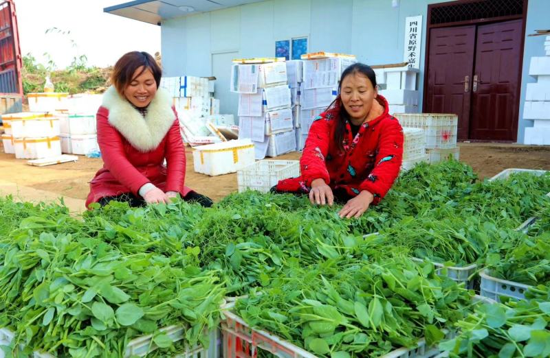 自家基地豌豆尖豌豆苗高山豌豆苗早中晚批都有货