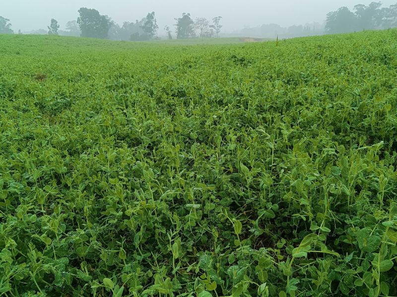 自家基地豌豆尖豌豆苗高山豌豆苗早中晚批都有货