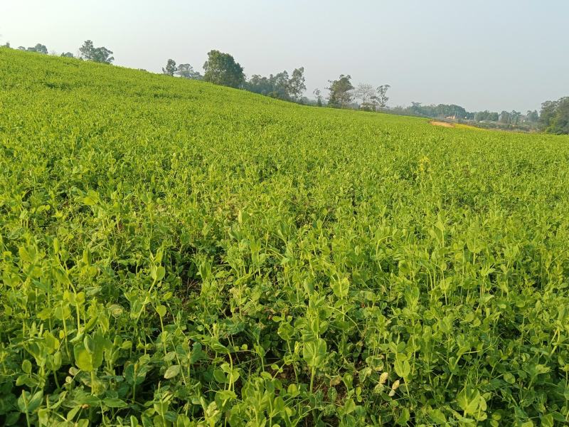 自家基地豌豆尖豌豆苗高山豌豆苗早中晚批都有货