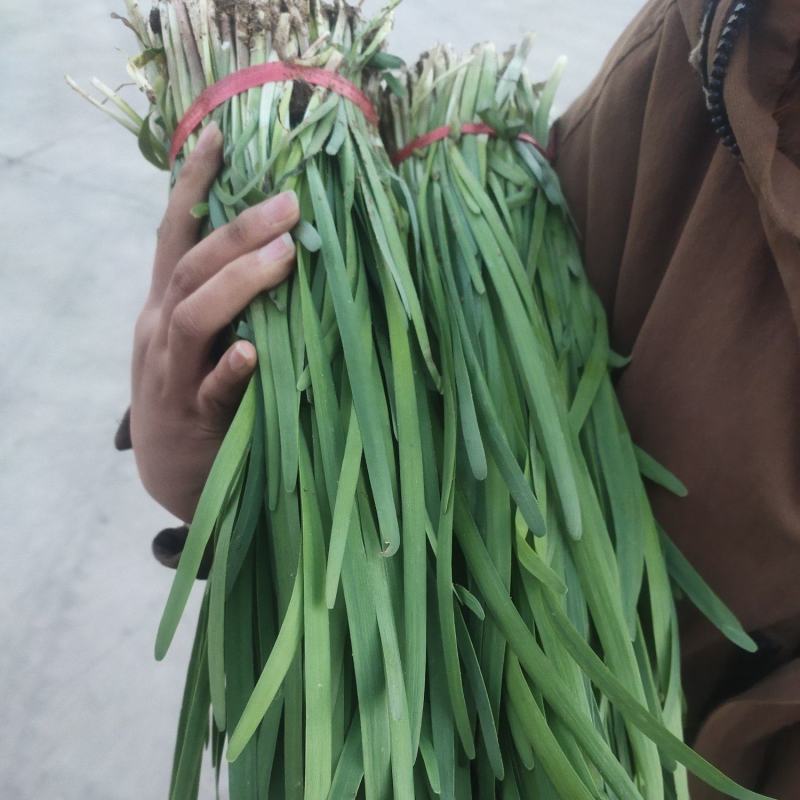 玉门韭菜批发甘肃玉门韭菜种植新鲜货源每天更新行情