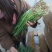 玉门韭菜批发甘肃玉门韭菜种植新鲜货源每天更新行情
