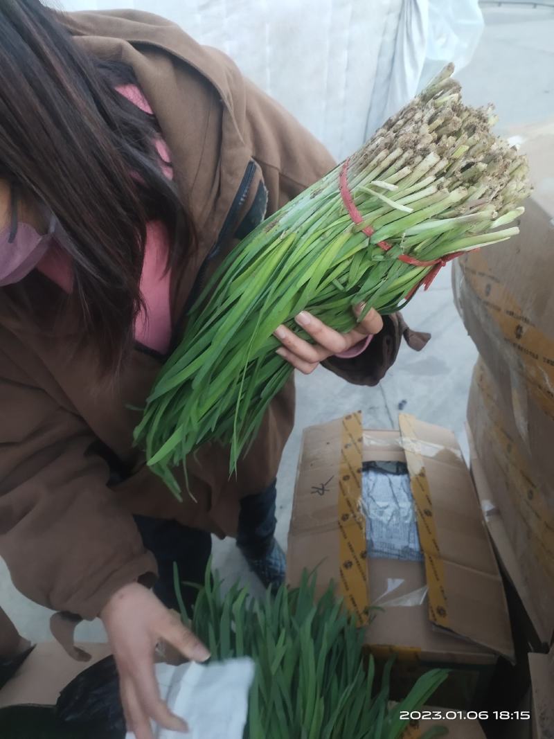 玉门韭菜批发甘肃玉门韭菜种植新鲜货源每天更新行情