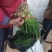 玉门韭菜批发甘肃玉门韭菜种植新鲜货源每天更新行情