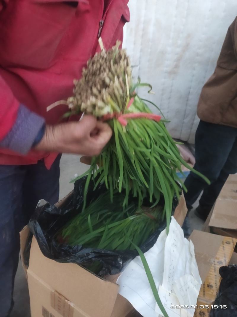 玉门韭菜批发甘肃玉门韭菜种植新鲜货源每天更新行情