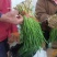 玉门韭菜批发甘肃玉门韭菜种植新鲜货源每天更新行情
