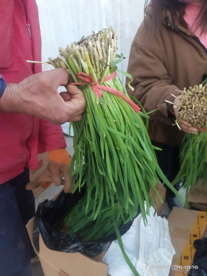 玉门韭菜批发甘肃玉门韭菜种植新鲜货源每天更新行情