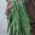 玉门韭菜批发甘肃玉门韭菜种植新鲜货源每天更新行情