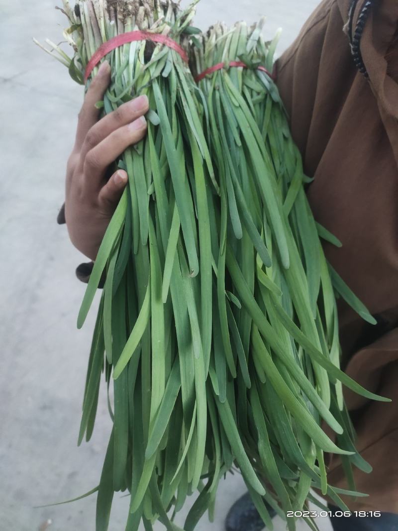 玉门韭菜批发甘肃玉门韭菜种植新鲜货源每天更新行情