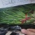 玉门韭菜批发甘肃玉门韭菜种植新鲜货源每天更新行情