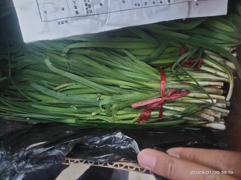 玉门韭菜批发甘肃玉门韭菜种植新鲜货源每天更新行情