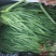 玉门韭菜批发甘肃玉门韭菜种植新鲜货源每天更新行情