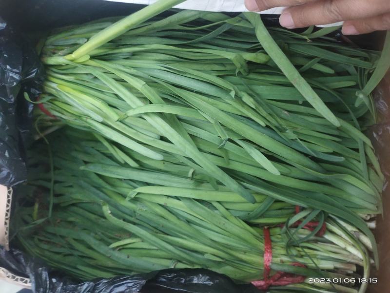玉门韭菜批发甘肃玉门韭菜种植新鲜货源每天更新行情