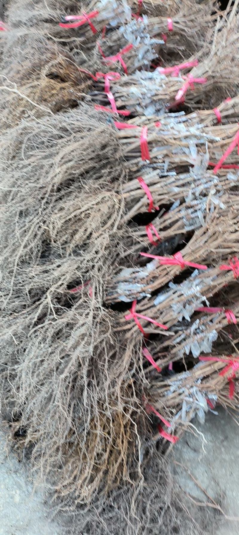 5BB根系阳光玫瑰葡萄苗