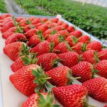 精品草莓红颜久久草莓基地直供大量上市品质保证欢迎致电