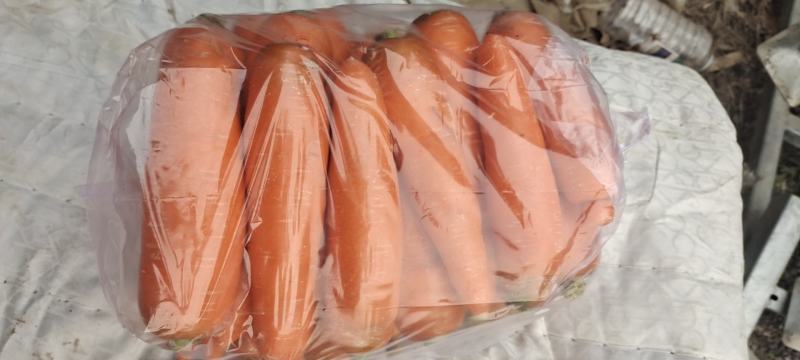 本人专业代办大葱，胡萝卜，花菜，橄榄等农副产品