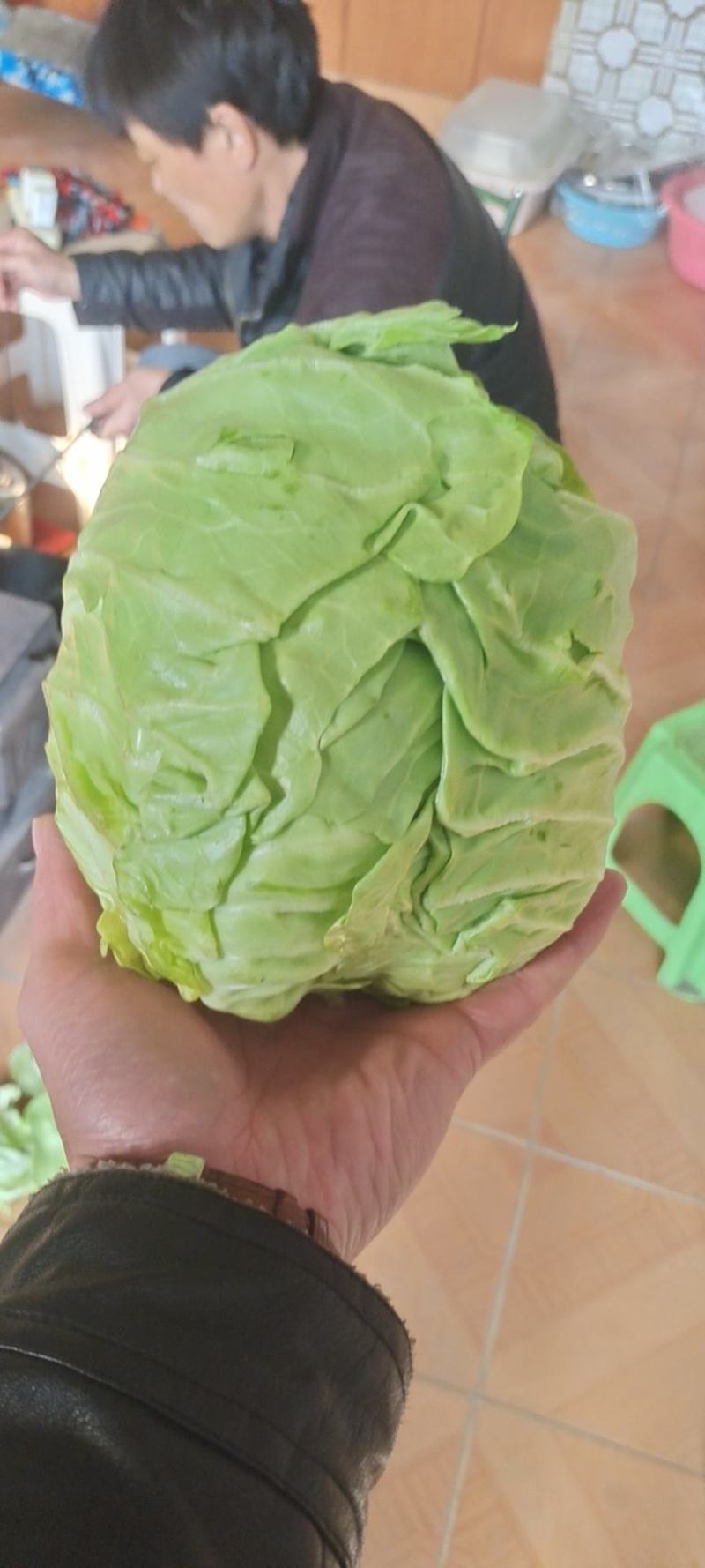 本人专业代办大葱，胡萝卜，花菜，橄榄等农副产品
