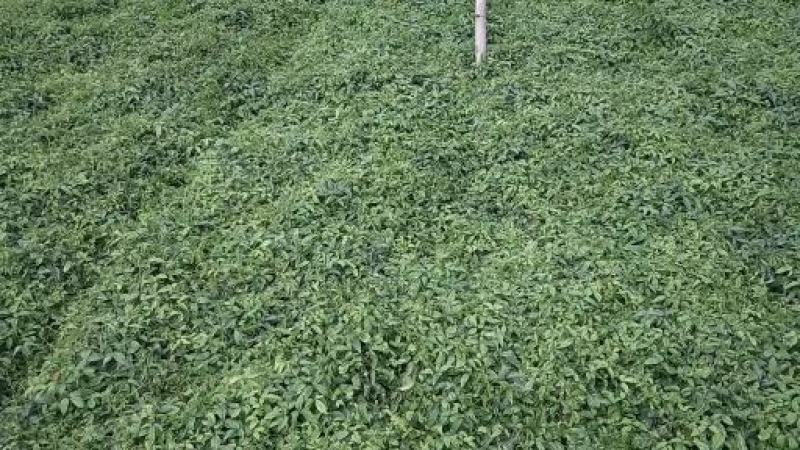 三叶青新鲜统货