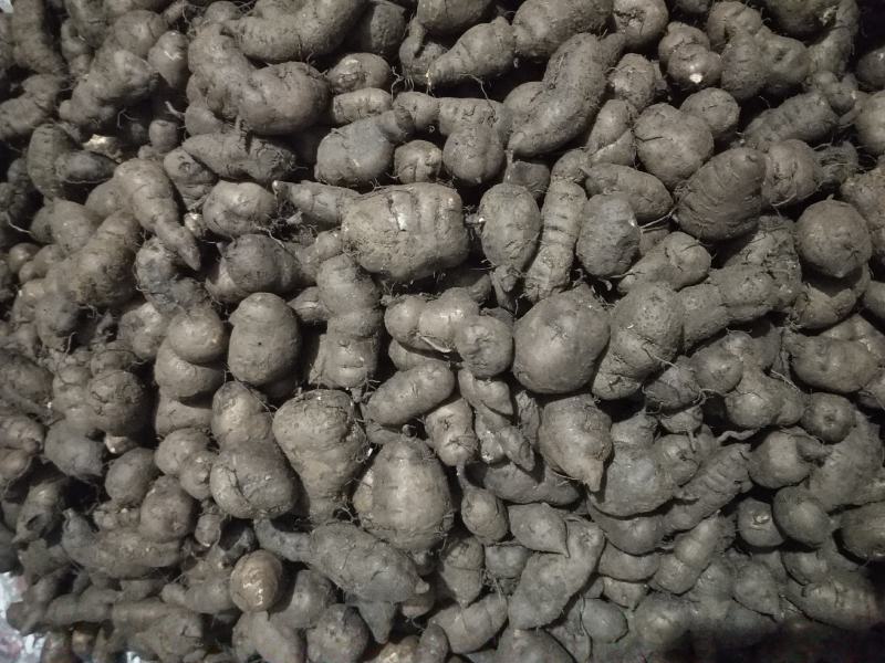 三叶青新鲜统货
